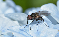 Small fly (5mm)